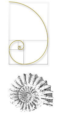 Fibonacci Logo der Facharztpraxis Dr. Kauhl und Dr. Cymorek. Schönheitschirurgen in Mönchengladbach